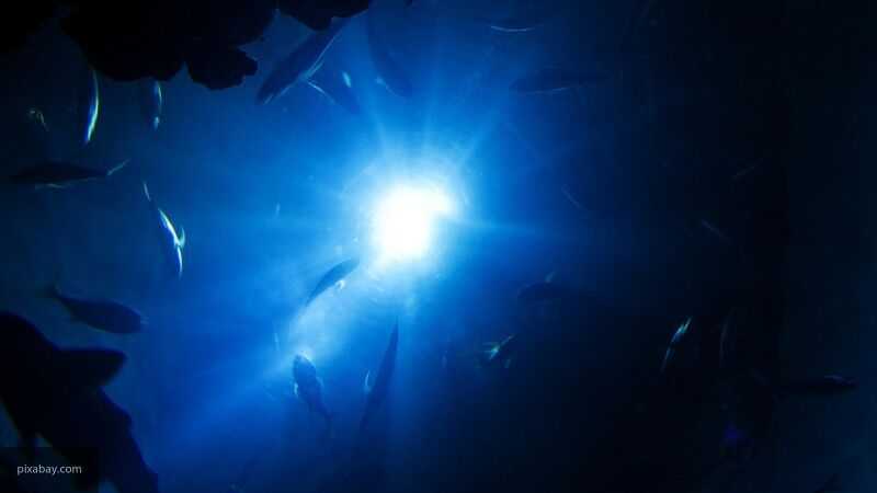 Внук Жака-Ива Кусто построит "подводную МКС" в Карибском море