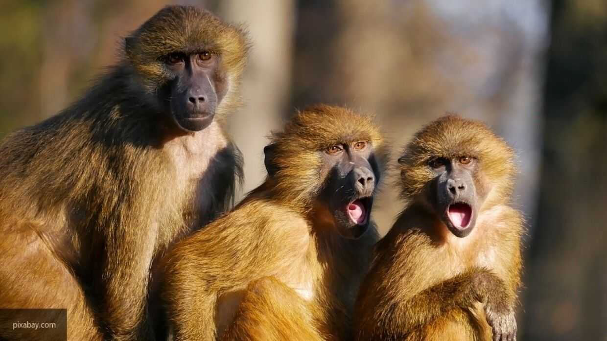 Таиландские обезьяны успешно перенесли испытание вакцины от коронавируса