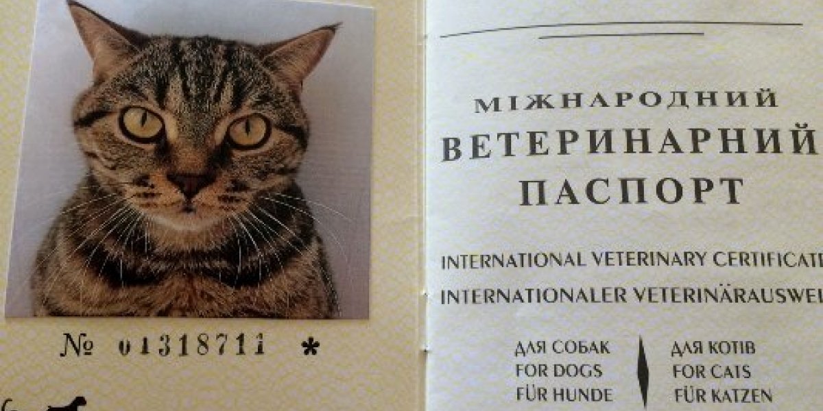 Душераздирающая история украинской беженки с кошкой Венерой и двумя детьми…