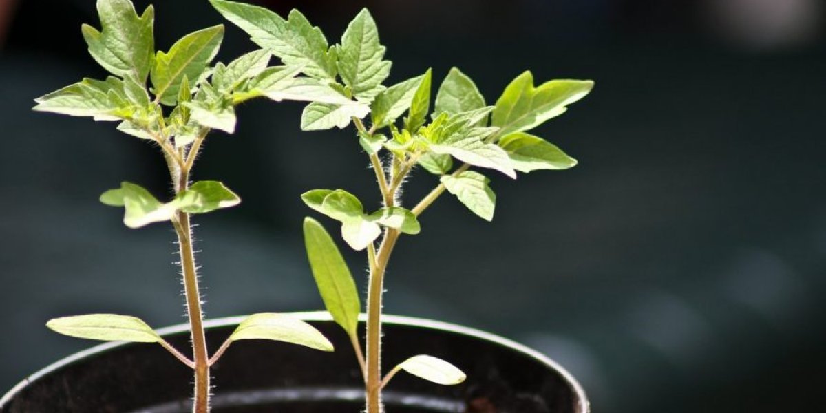 Забытый огород: почему пора сеять рассаду на подоконнике уже сейчас, а не ждать марта Забытый огород: почему пора сеять рассаду на подоконнике уже сейчас, а не ждать марта